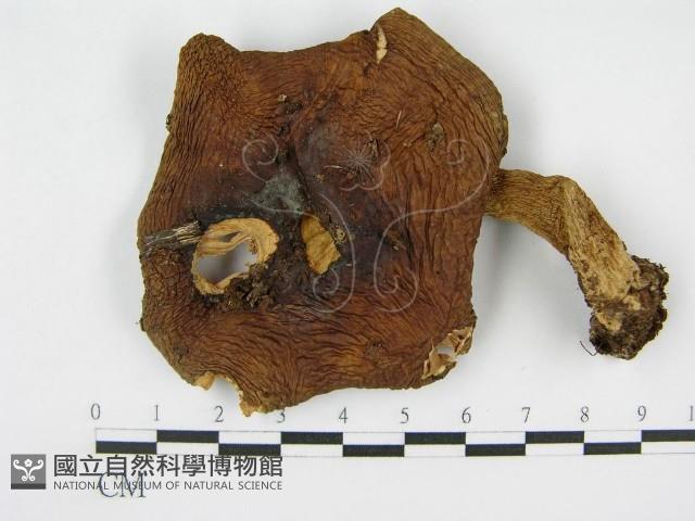 登錄號:F0005493藏品圖，第1張