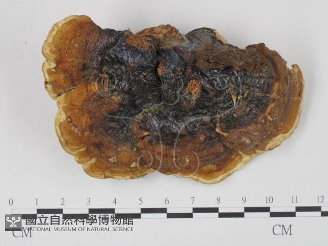 登錄號:F0015493藏品圖，第1張