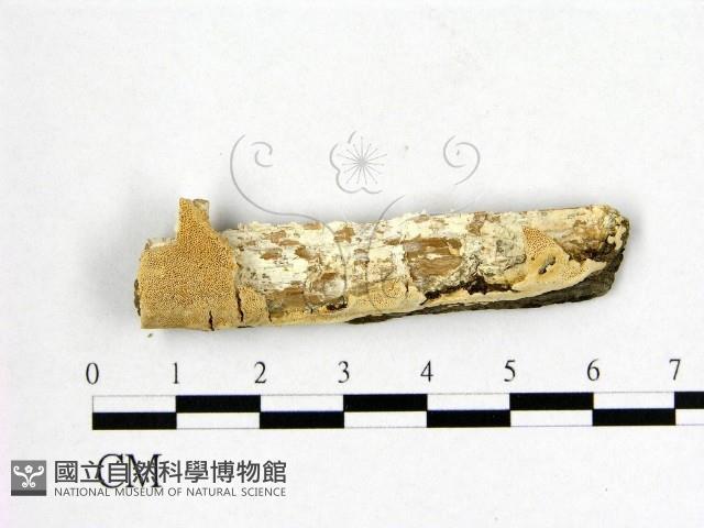 登錄號:F0009493藏品圖，第1張