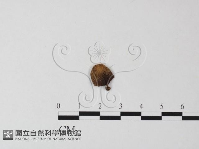 登錄號:F0023493藏品圖，第1張