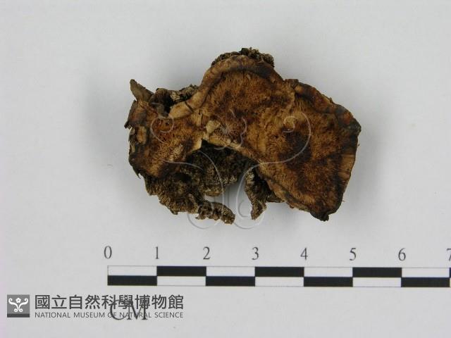 寡孔菌屬藏品圖，第1張