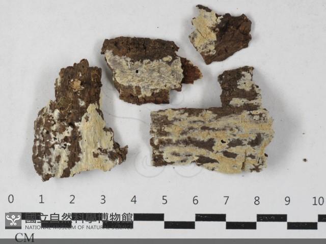 射脈菌屬藏品圖，第1張