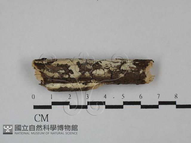 絲齒菌屬藏品圖，第1張