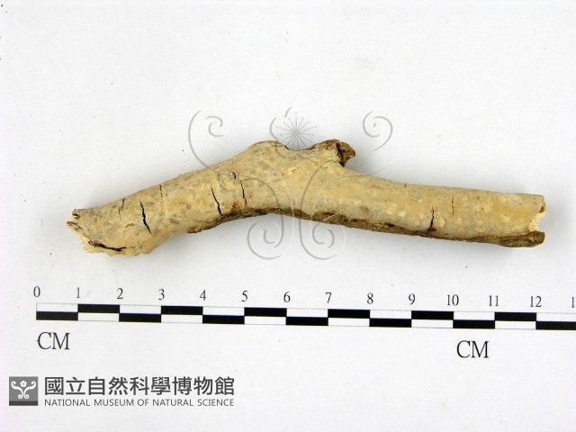 顯絲菌屬藏品圖，第1張