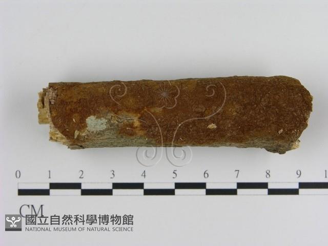 刺革菌屬藏品圖，第1張