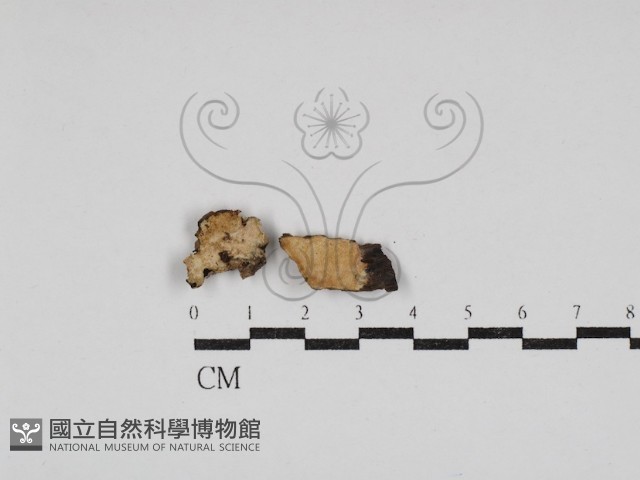 登錄號:F0030793藏品圖，第1張