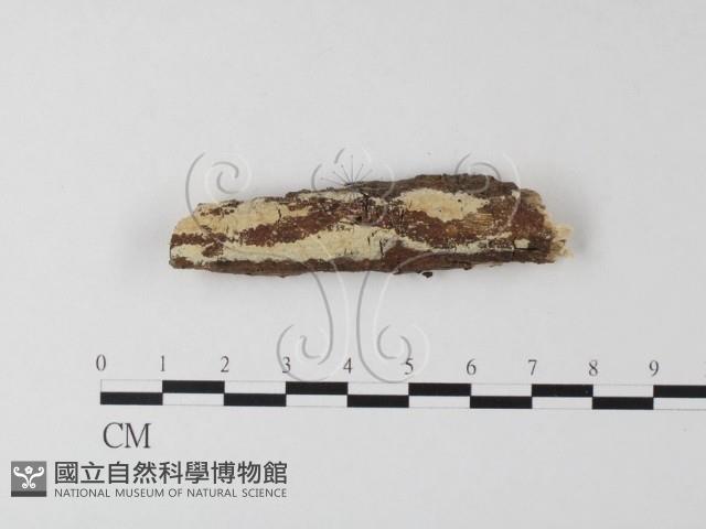 登錄號:F0021793藏品圖，第1張