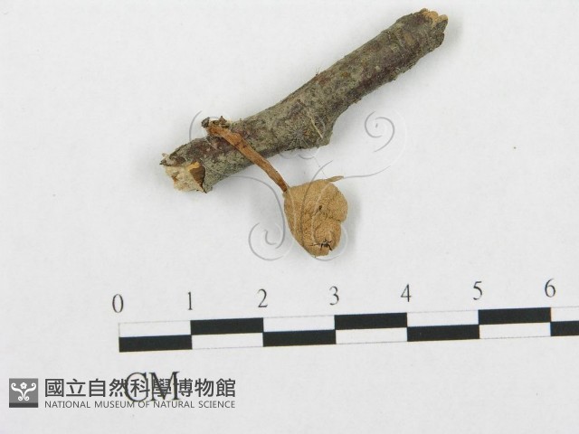 登錄號:F0001793藏品圖，第1張