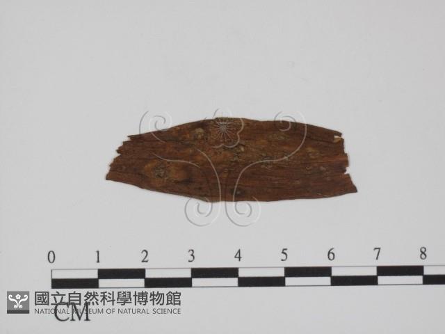 登錄號:F0011793藏品圖，第1張