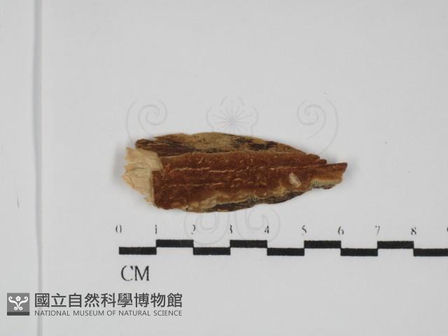 登錄號:F0031793藏品圖，第1張