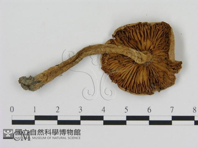 登錄號:F0004793藏品圖，第1張