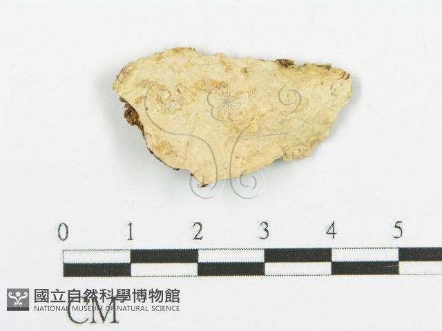 登錄號:F0014793藏品圖，第1張