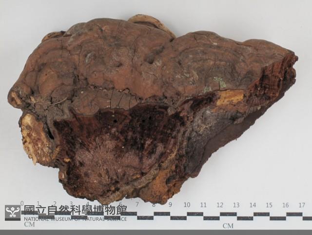 Accession Number:F0034793 Collection Image, Figure 1, Total 3 Figures