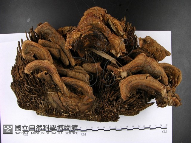 登錄號:F0022793藏品圖，第1張