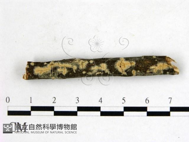 雲南無扣菌藏品圖，第1張