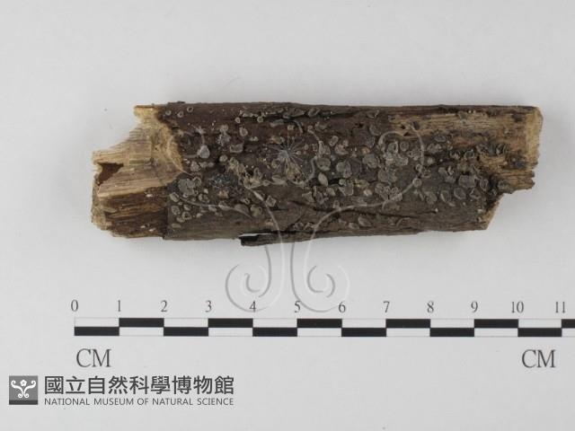 登錄號:F0012793藏品圖，第1張