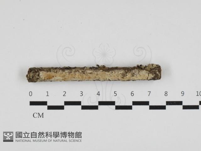 擬筍殼菌屬藏品圖，第1張