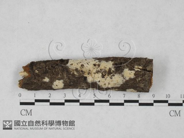 剛毛絲皮菌藏品圖，第1張