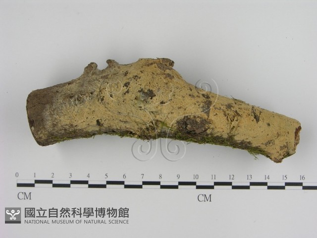 登錄號:F0007793藏品圖，第1張