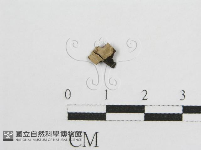 登錄號:F0017793藏品圖，第1張