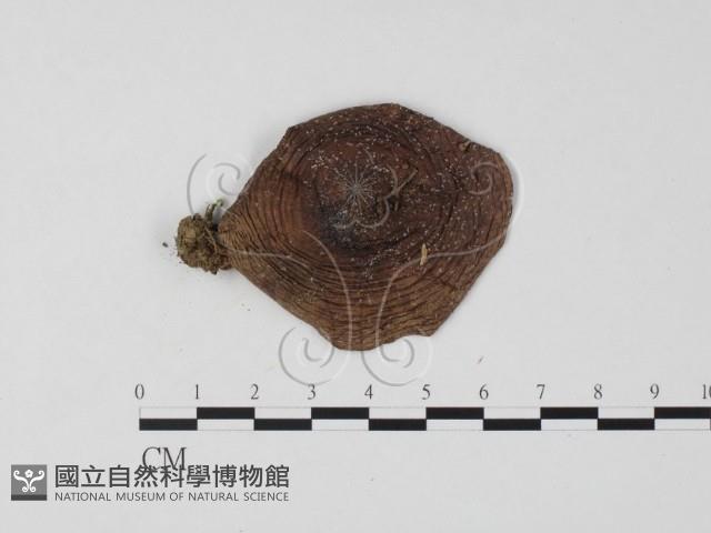 紅菇屬藏品圖，第1張