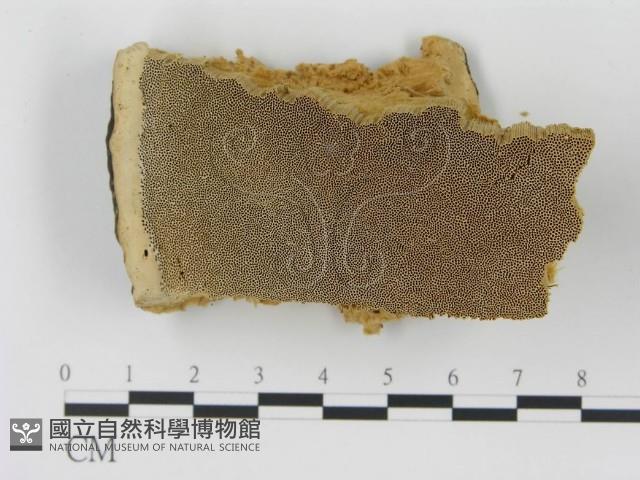 松生擬層孔菌藏品圖，第1張