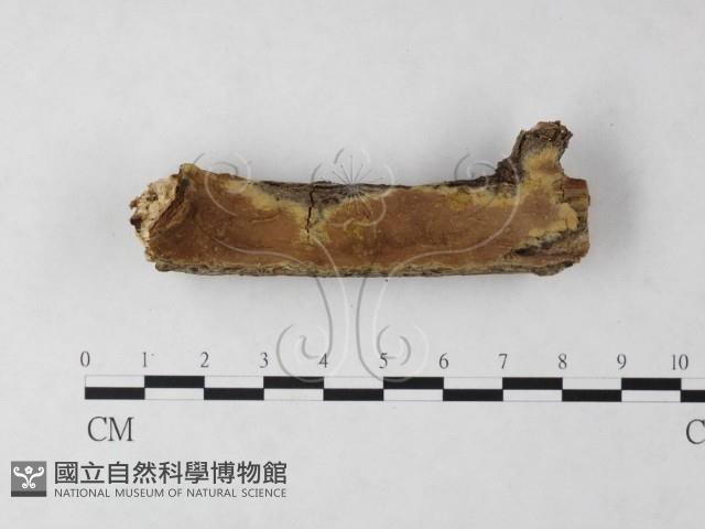 刺革菌屬藏品圖，第1張