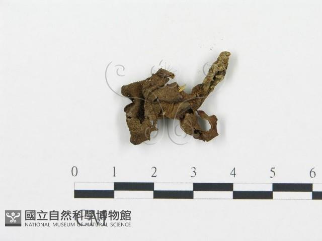 登錄號:F0003793藏品圖，第1張