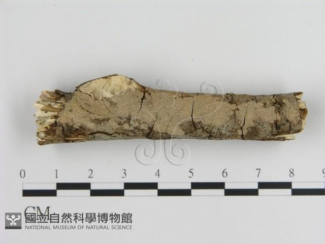 刺皮菌屬藏品圖，第1張