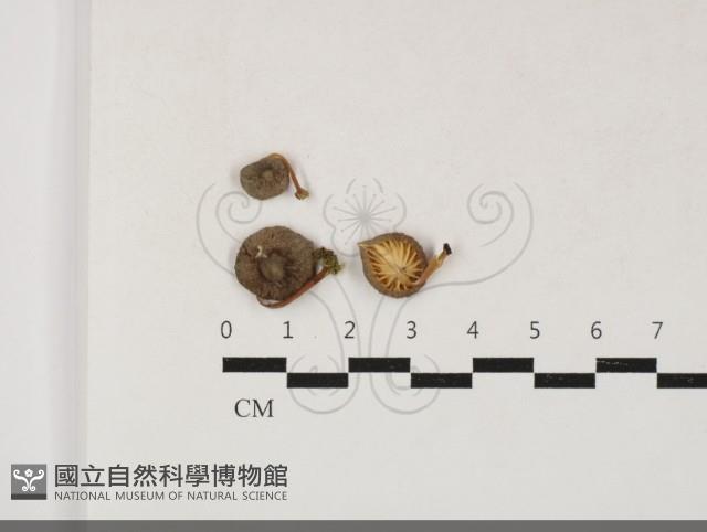 登錄號:F0033793藏品圖，第1張