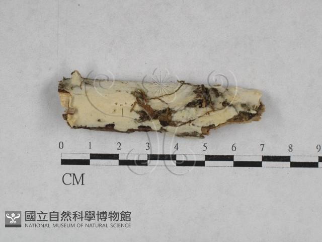 絲齒菌屬藏品圖，第1張