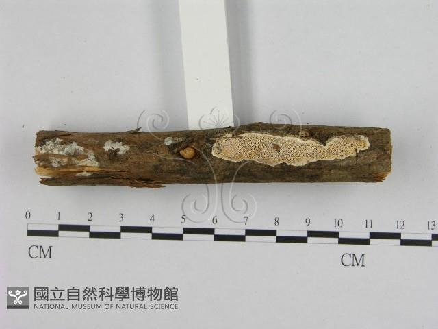 登錄號:F0008593藏品圖，第1張