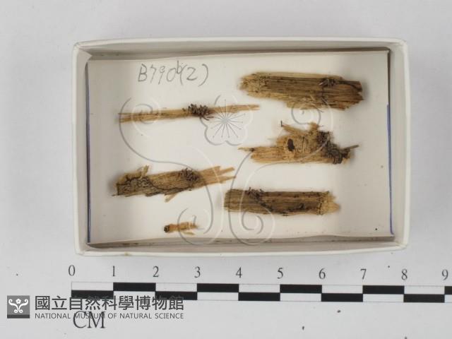 登錄號:F0020593藏品圖，第1張