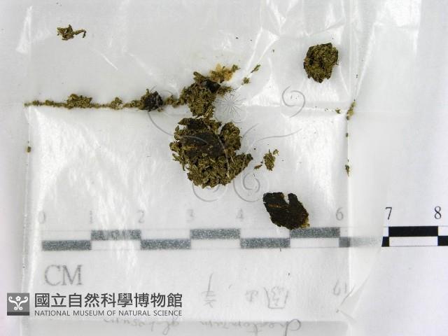 館號:F0000593藏品圖，第1張
