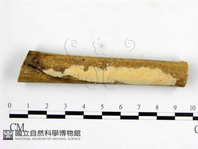 登錄號:F0010593藏品圖，第1張