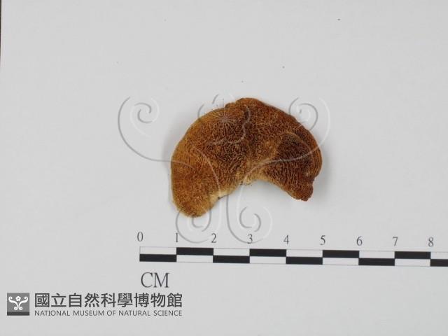 登錄號:F0006593藏品圖，第1張