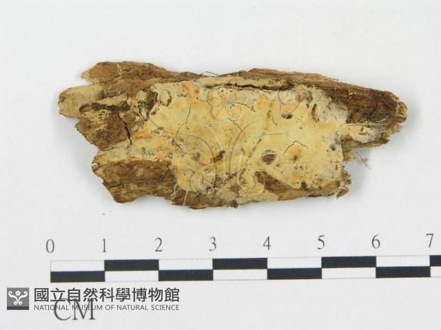 登錄號:F0016593藏品圖，第1張