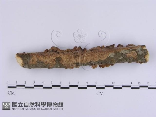 韌革菌屬藏品圖，第1張