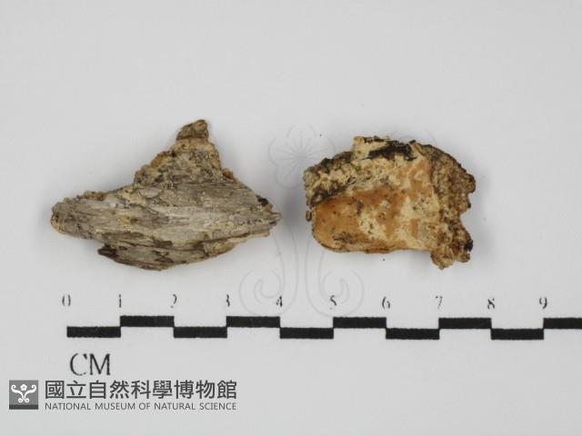 登錄號:F0031593藏品圖，第1張