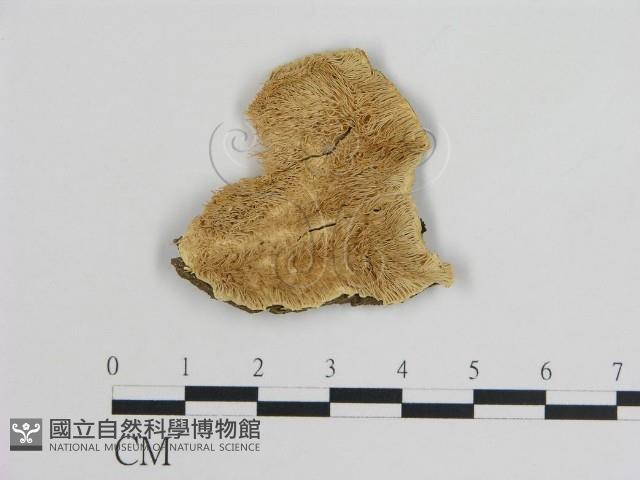 登錄號:F0004593藏品圖，第1張