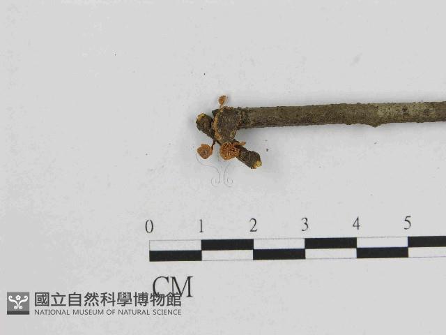 小菇屬藏品圖，第1張