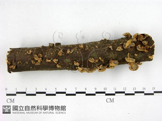 登錄號:F0022593藏品圖，第1張