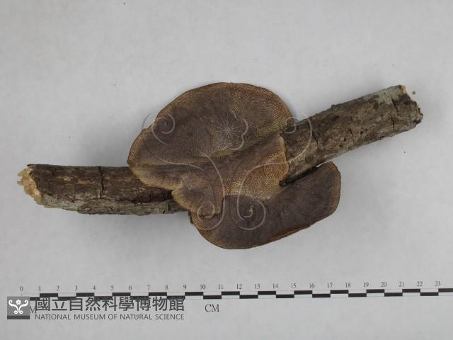 登錄號:F0012593藏品圖，第1張