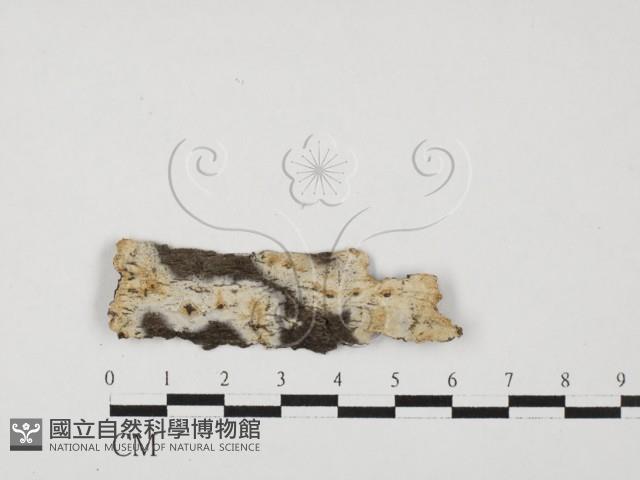 登錄號:F0027593藏品圖，第1張