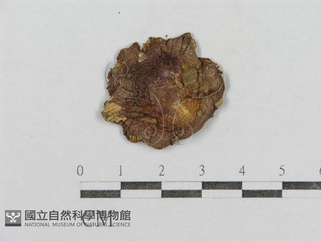 紅菇屬藏品圖，第1張