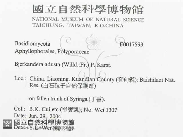 煙管菌藏品圖，第3張