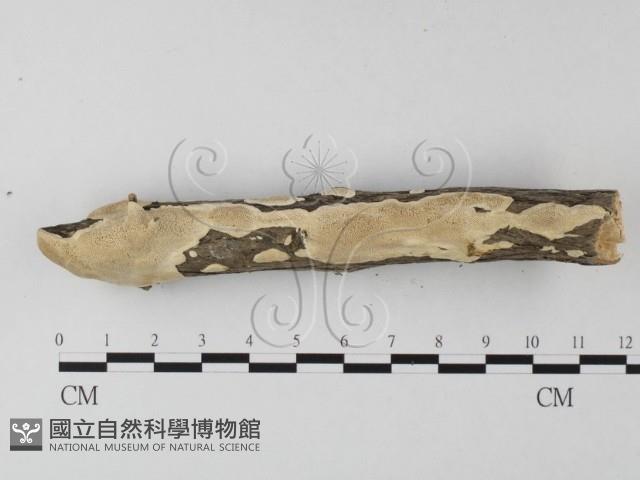 多年臥孔菌屬藏品圖，第1張