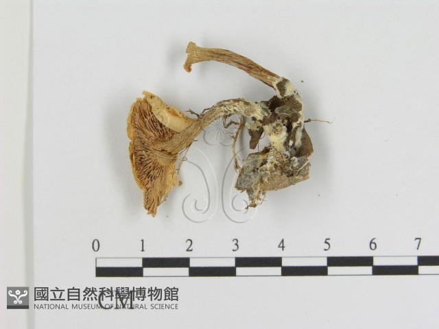 登錄號:F0015593藏品圖，第1張