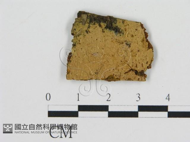 登錄號:F0009593藏品圖，第1張