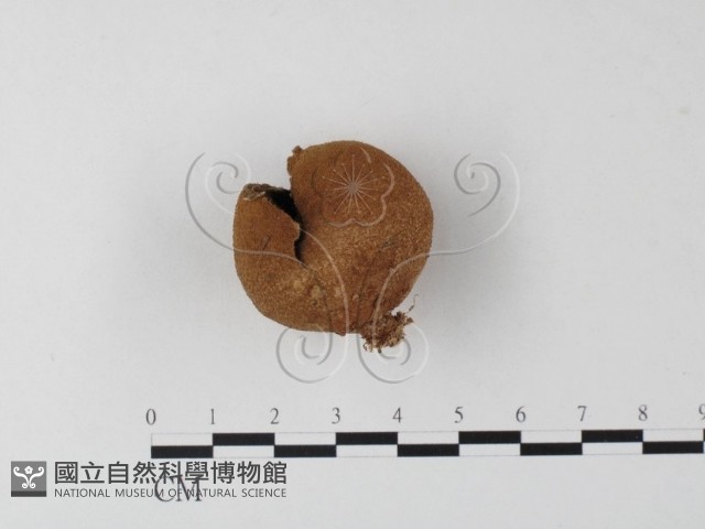 登錄號:F0023593藏品圖，第1張